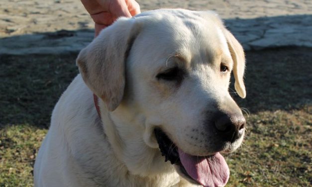 Pagorzyna i Bednarskie: Szczepienie psów przeciwko wściekliźnie